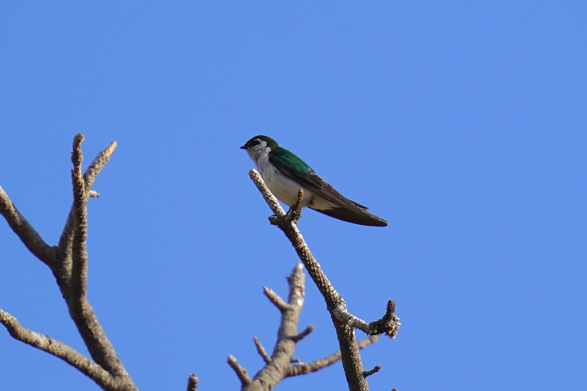 Violet-green Swallow - ML620195941