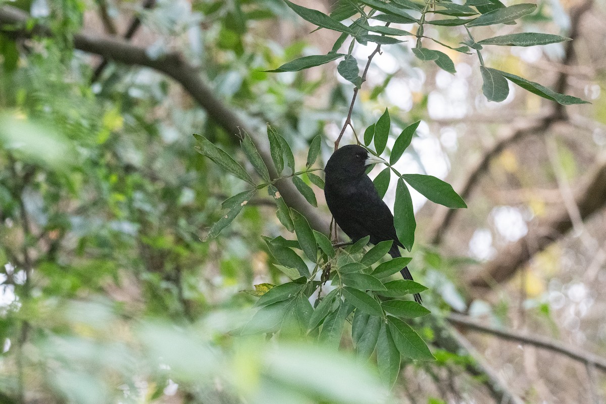 Solitary Black Cacique - ML620195943