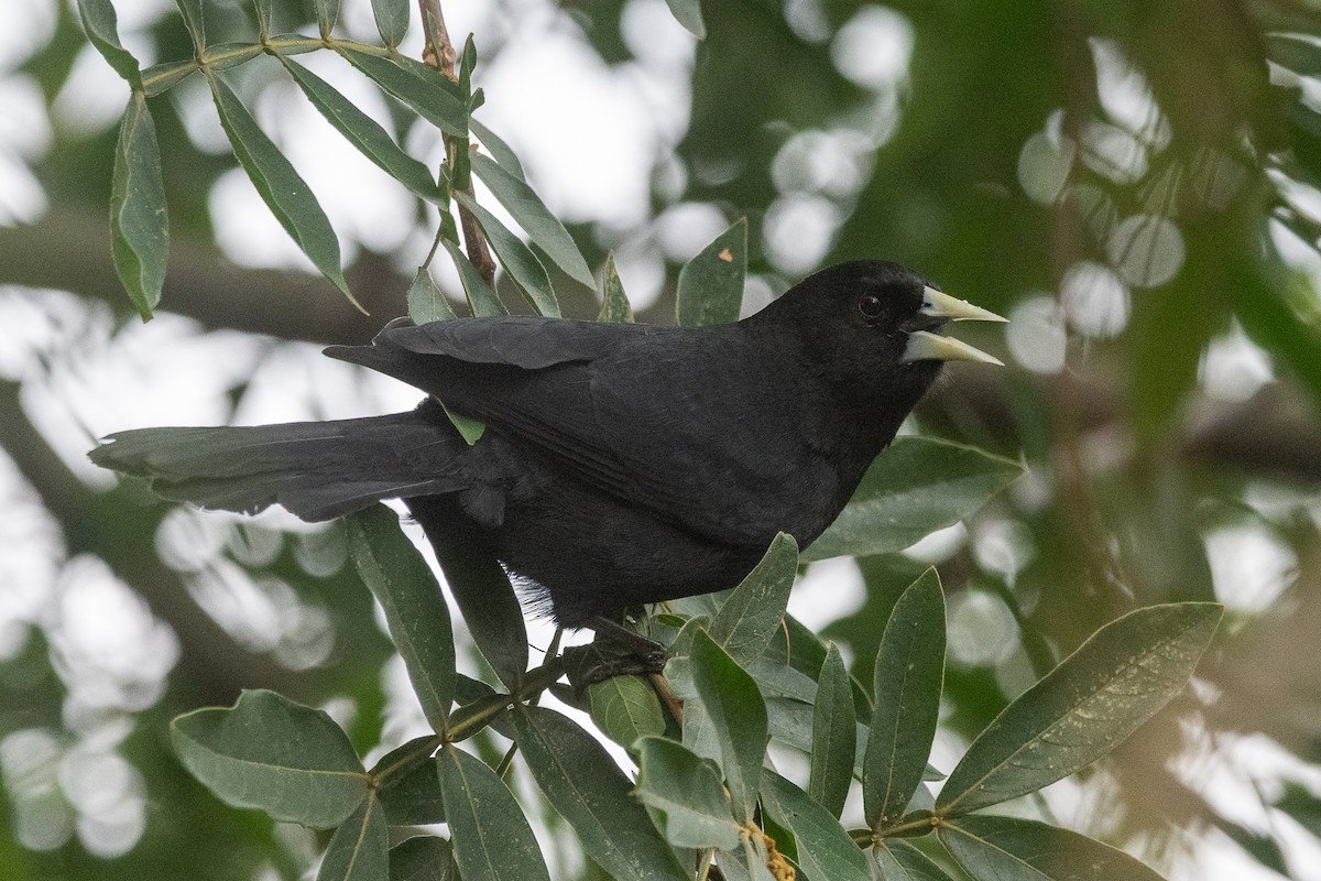 Solitary Black Cacique - ML620195947