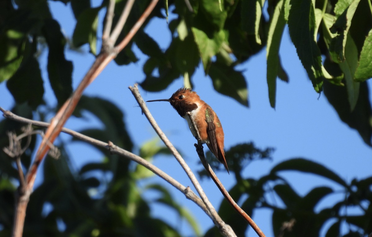 Rufous Hummingbird - ML620195950
