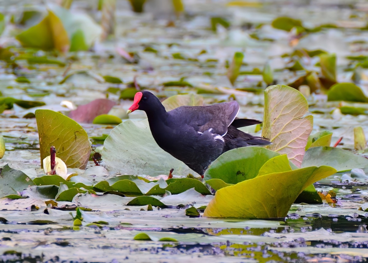 Common Gallinule - ML620195953