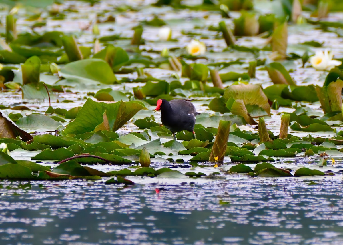 Common Gallinule - ML620195957