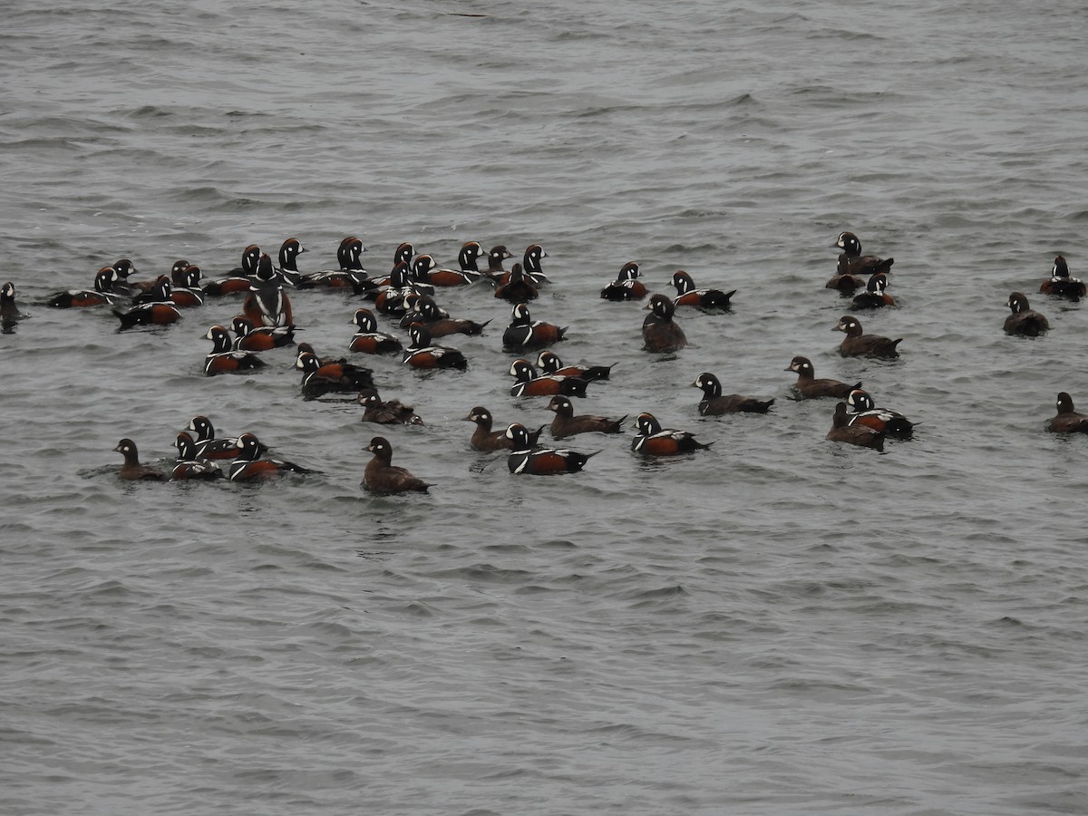 Harlequin Duck - ML620195963