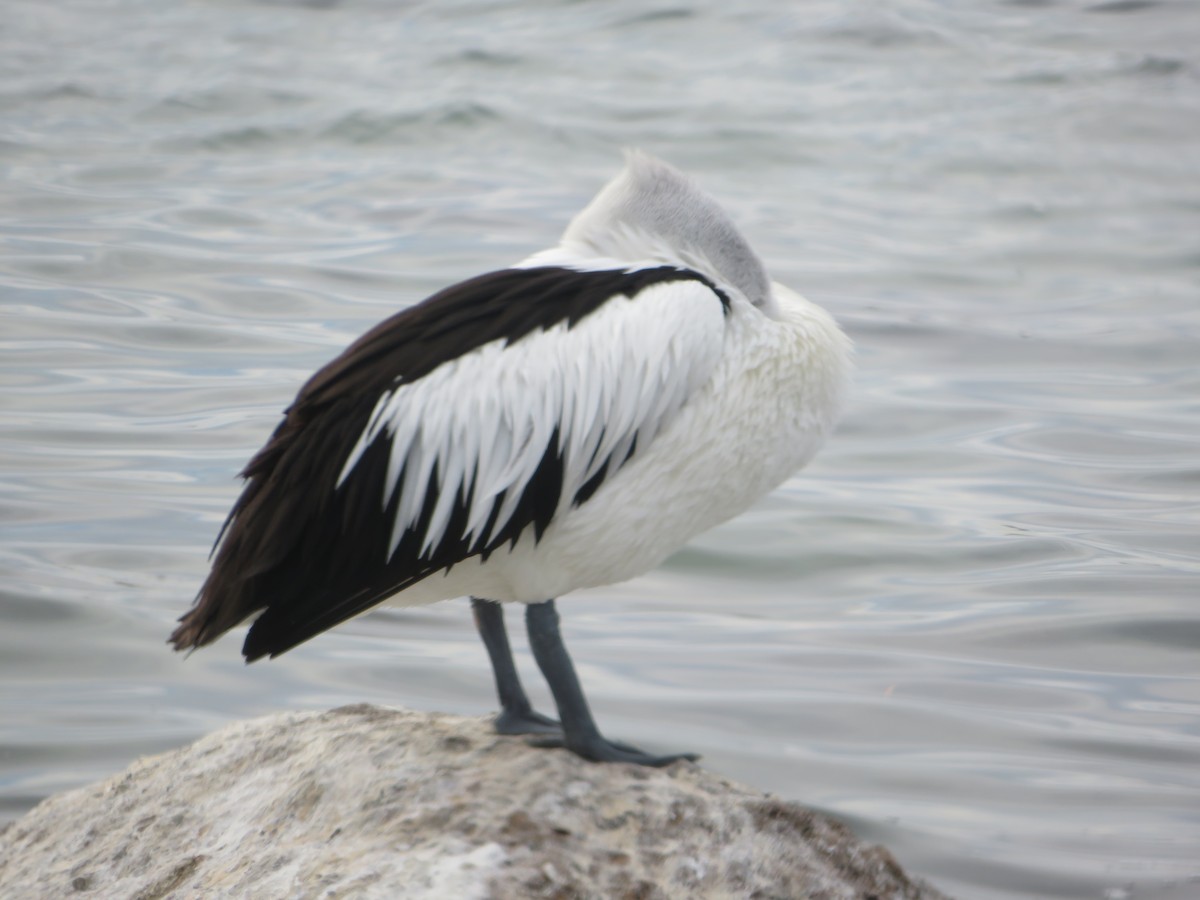 pelikán australský - ML620195968