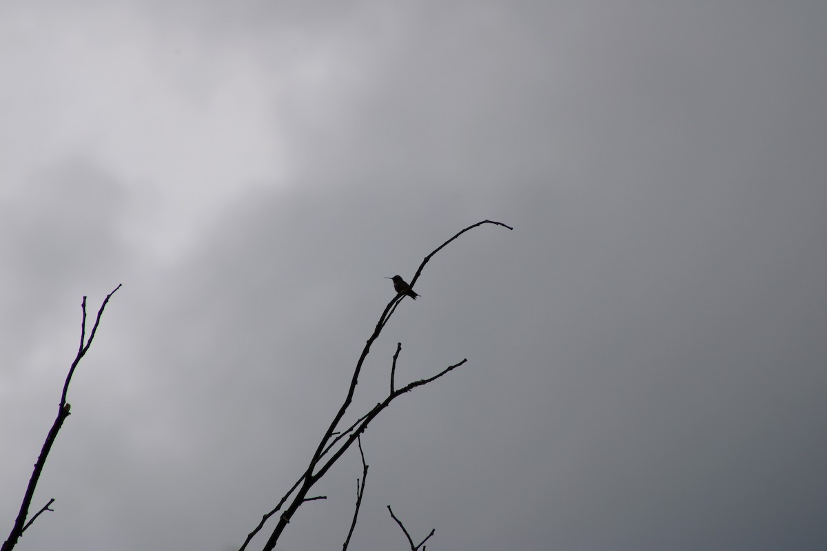 Yakut Boğazlı Kolibri - ML620195970