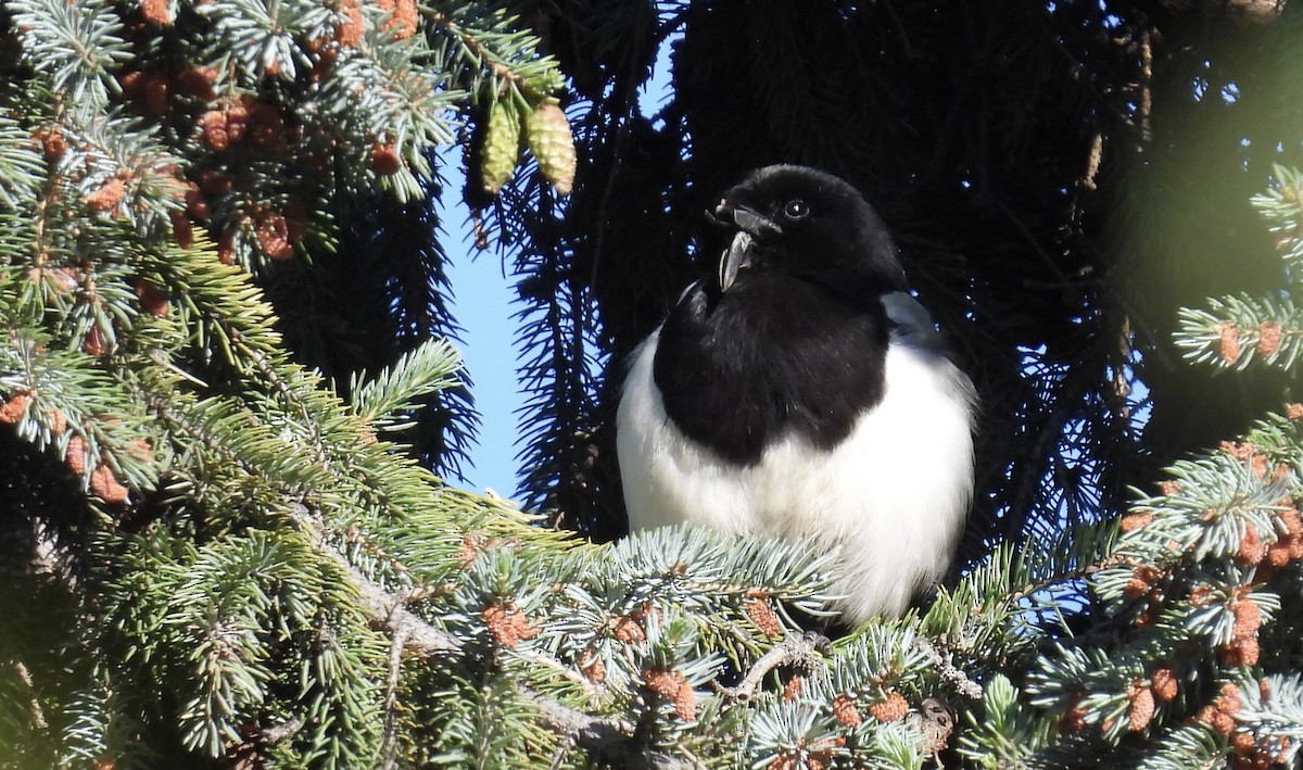 straka americká - ML620195971