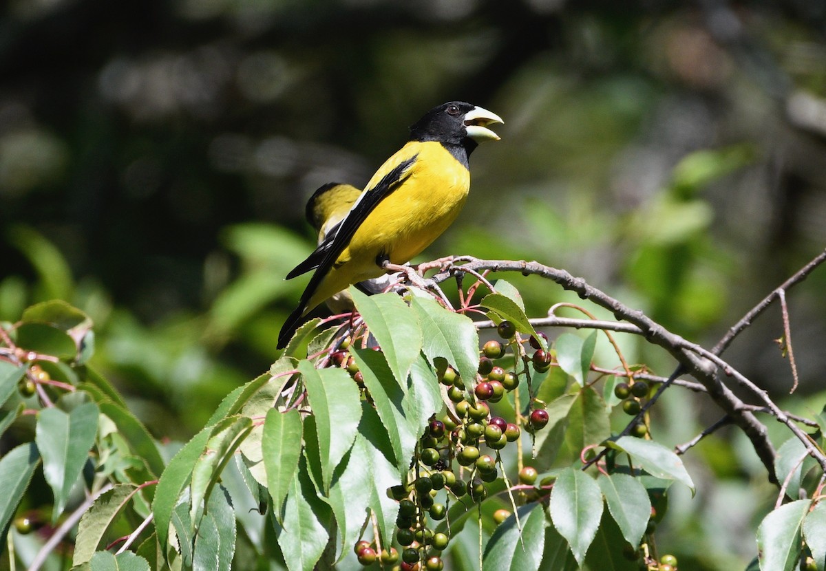 Hooded Grosbeak - ML620195980