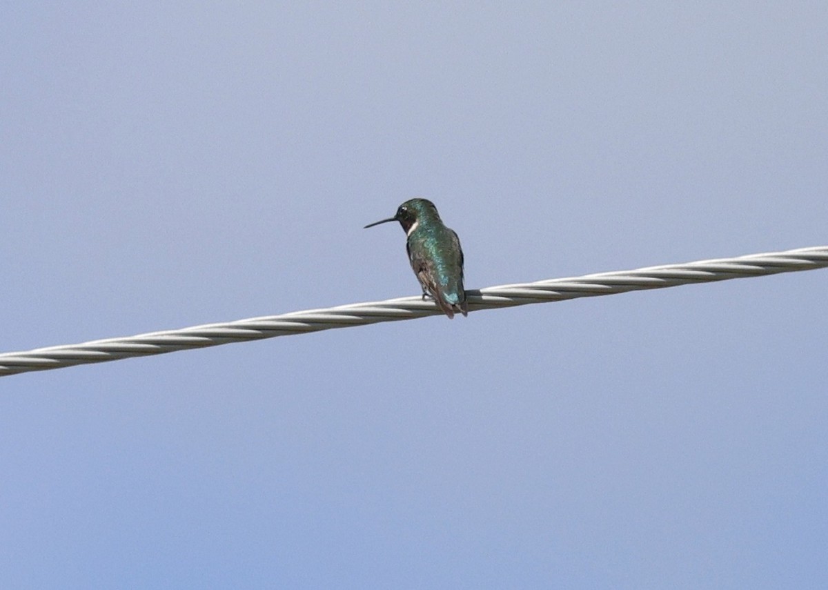 Colibri à gorge rubis - ML620195982