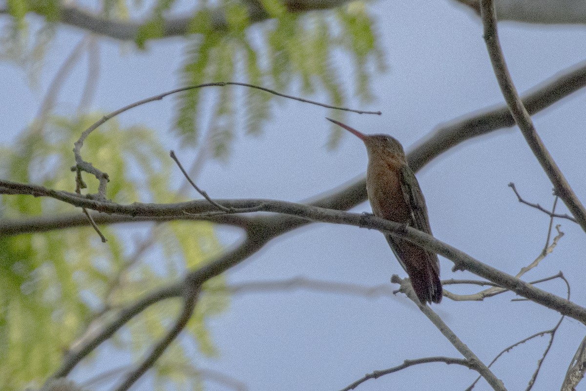 Cinnamon Hummingbird - ML620195985