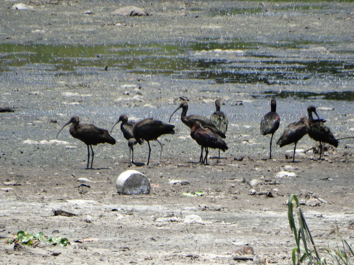 Ibis à face blanche - ML620195987