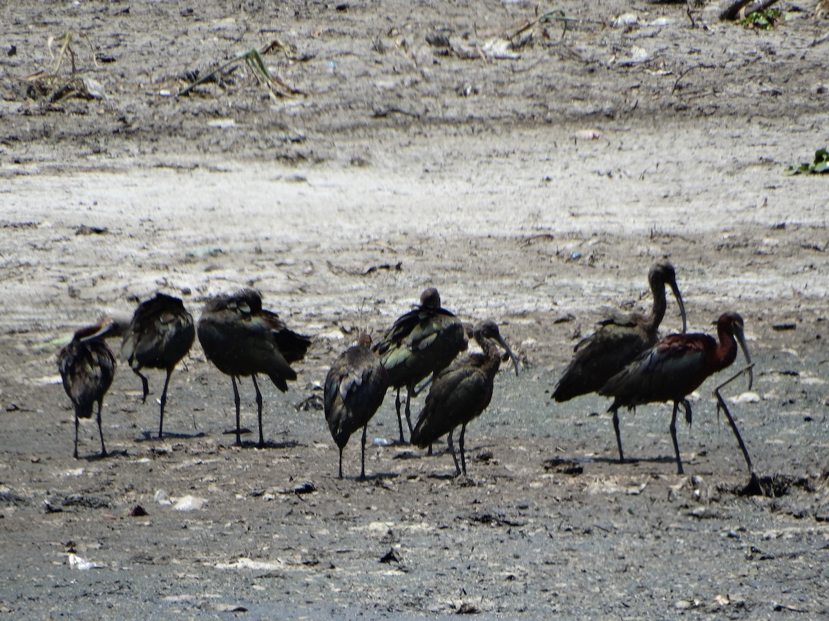 ibis americký - ML620195988