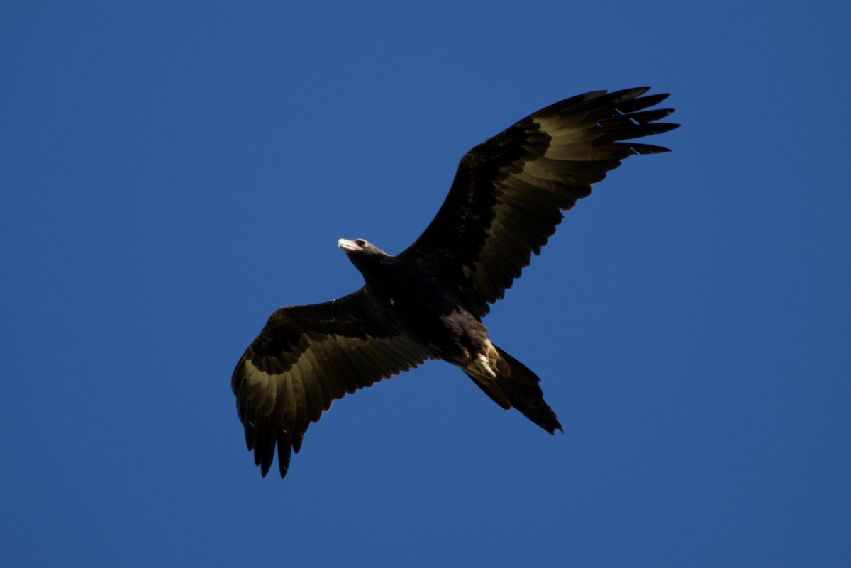 Wedge-tailed Eagle - ML620195990