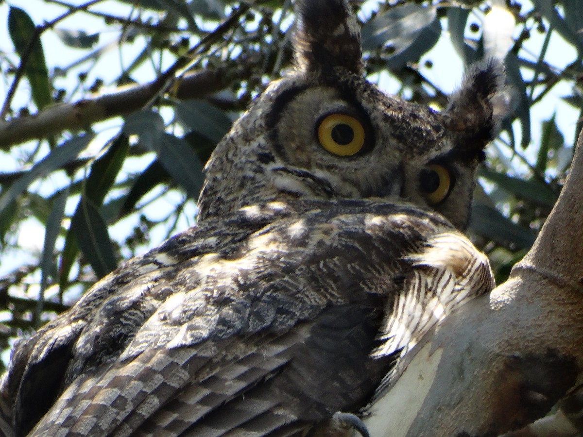 Great Horned Owl - ML620196000