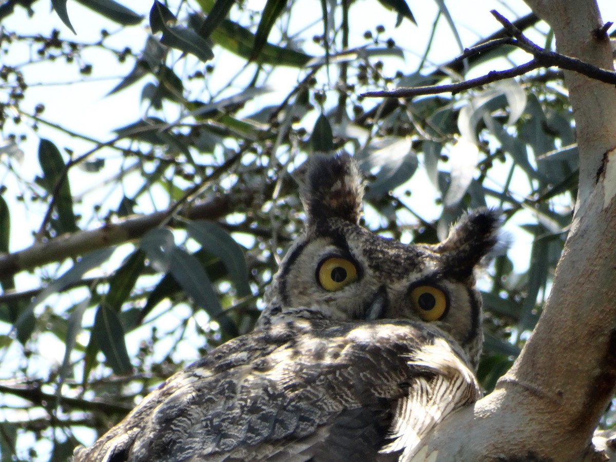 Great Horned Owl - ML620196001