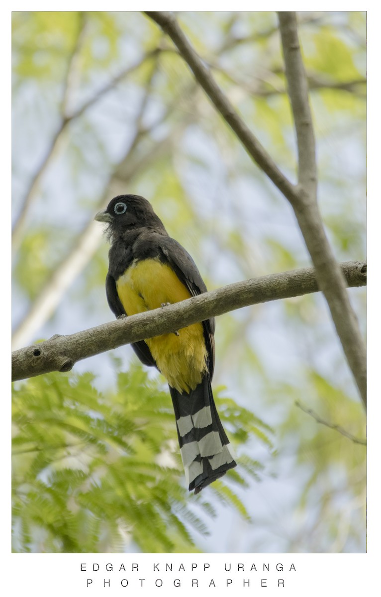 Black-headed Trogon - ML620196003