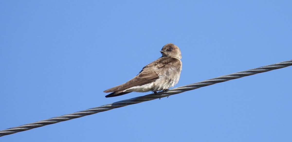 Northern Rough-winged Swallow - ML620196005