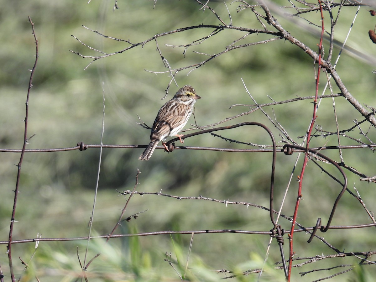 Savannah Sparrow - ML620196017