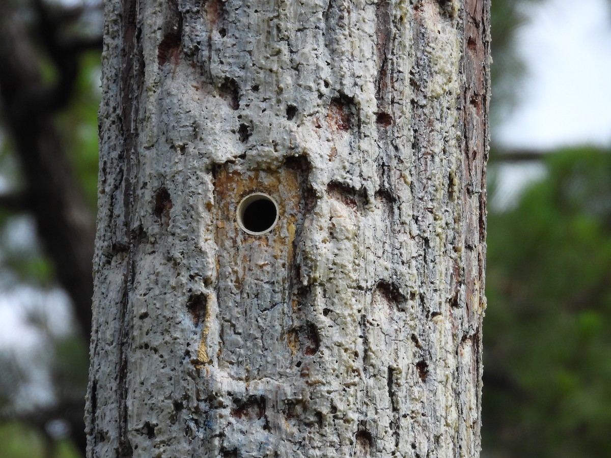 Red-cockaded Woodpecker - ML620196021