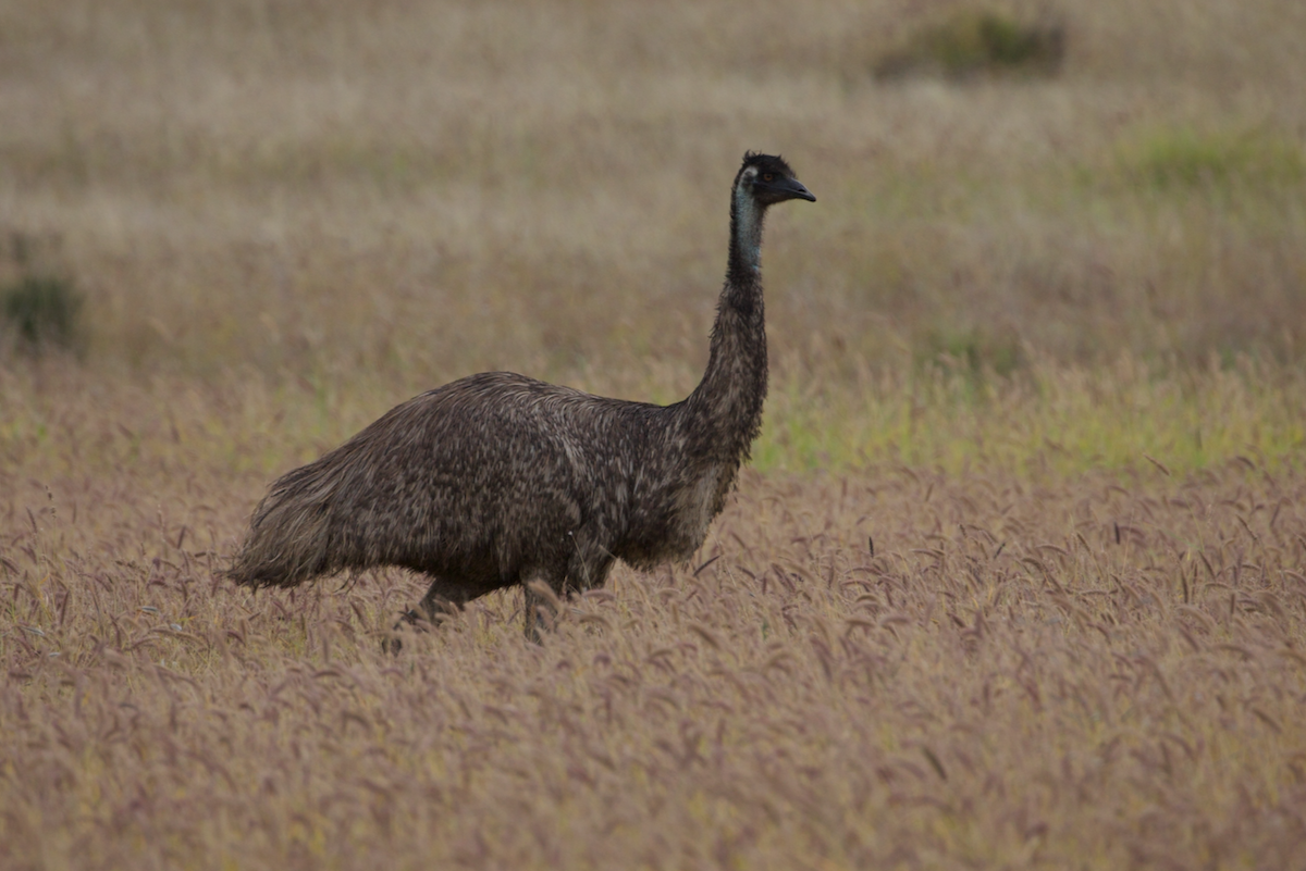 emu hnědý - ML620196027