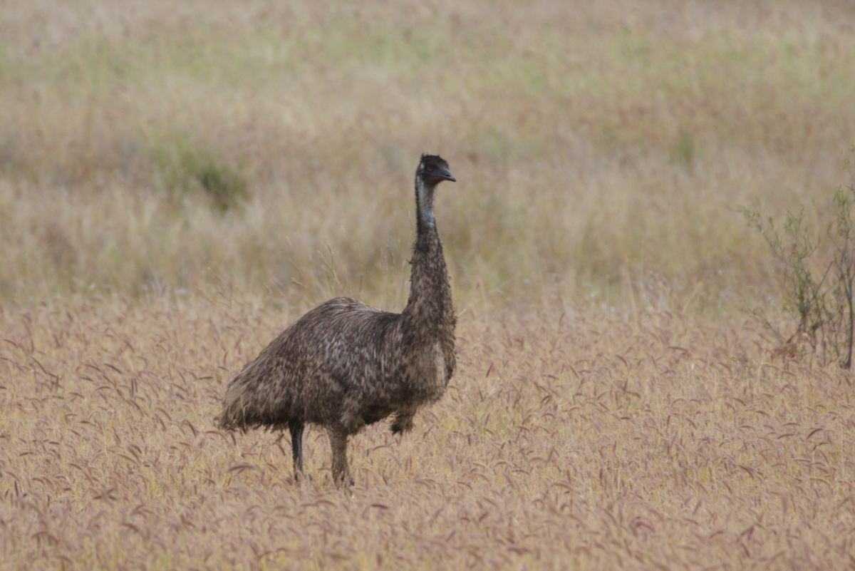 emu hnědý - ML620196028