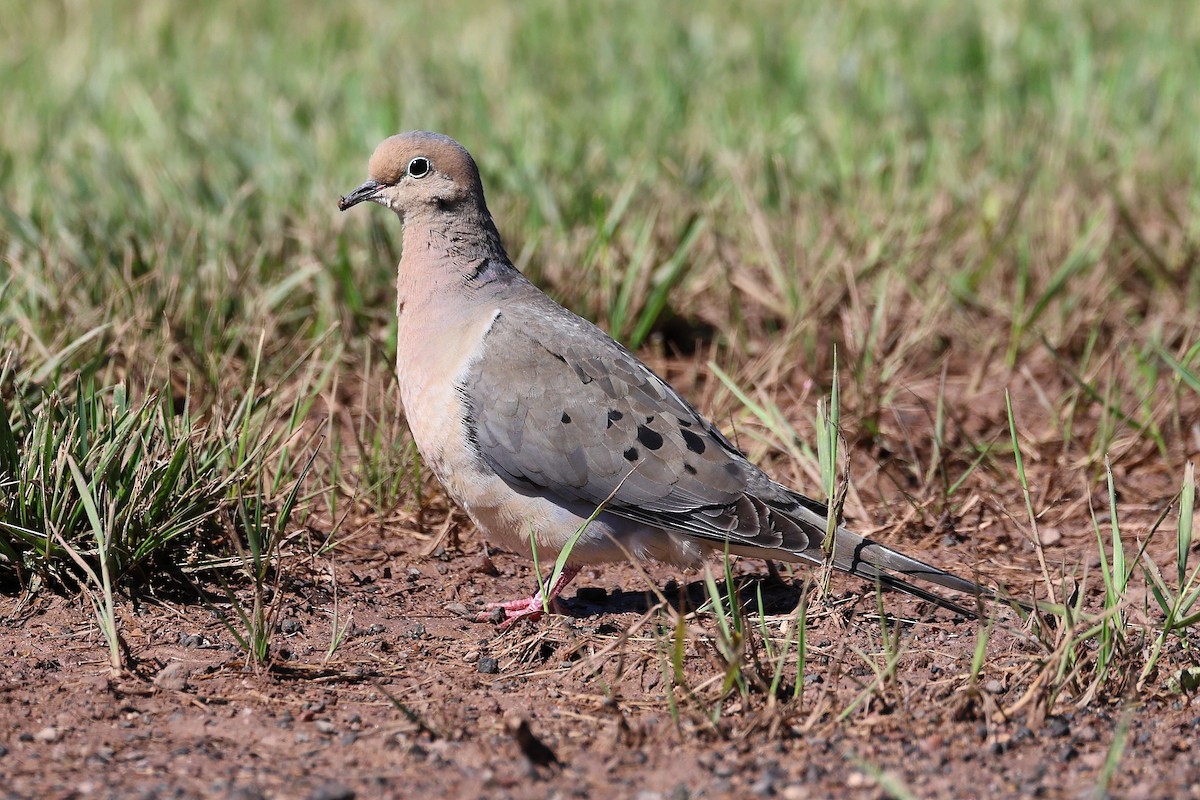 Mourning Dove - ML620196029