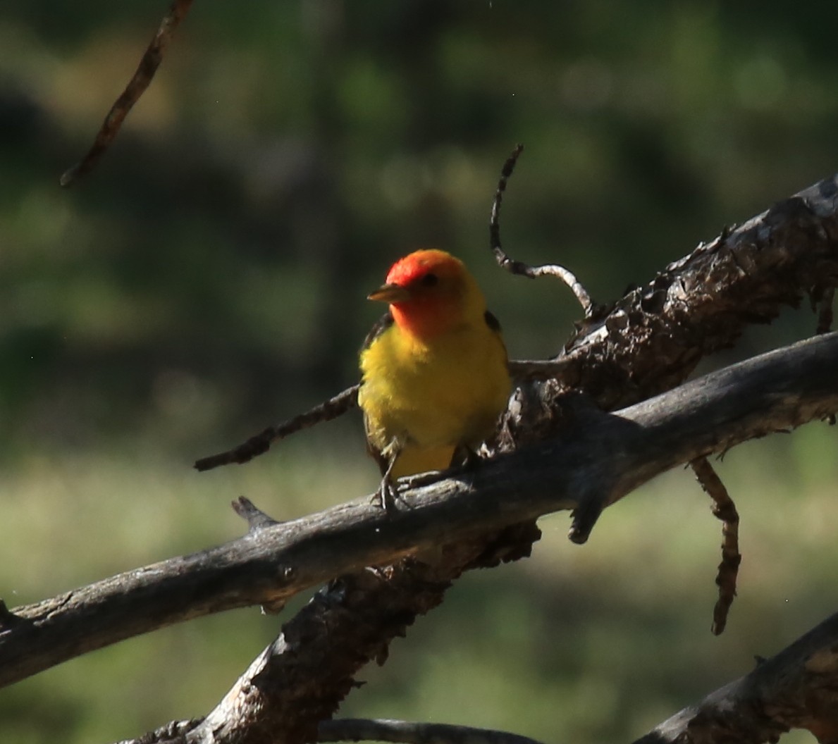 Western Tanager - ML620196035