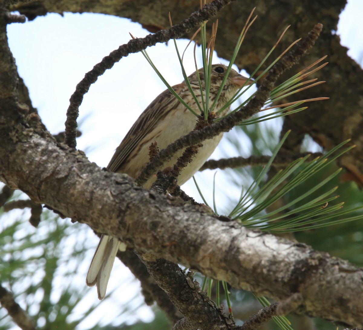 Vesper Sparrow - ML620196038