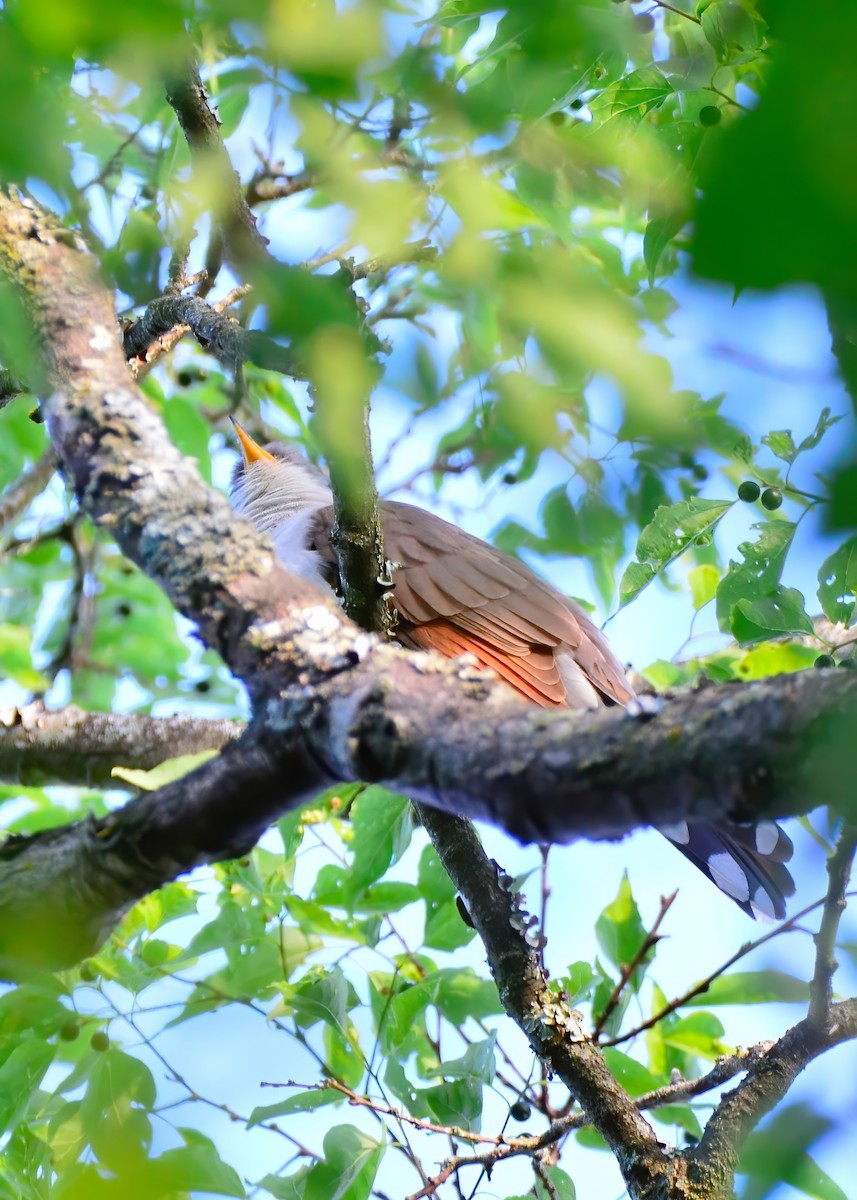 Yellow-billed Cuckoo - ML620196039