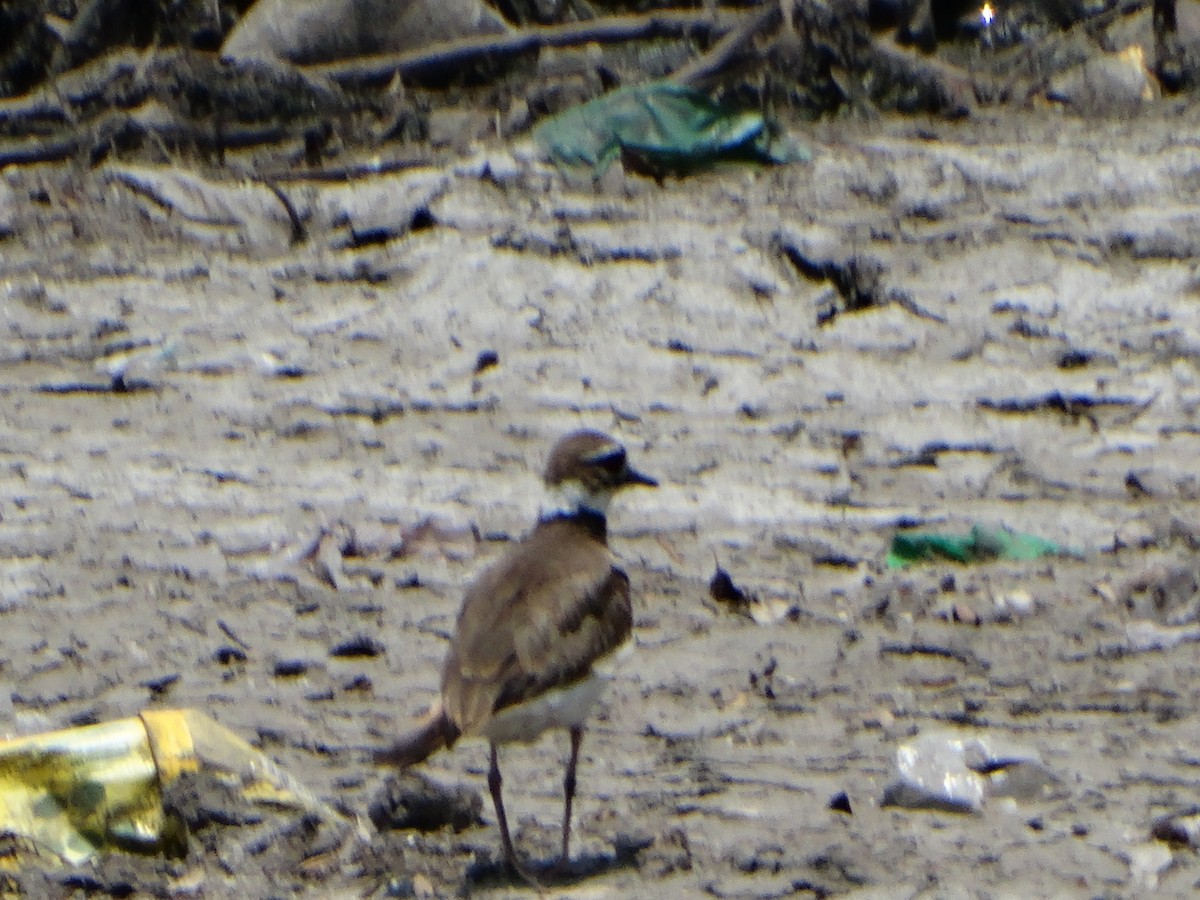 Killdeer - ML620196042