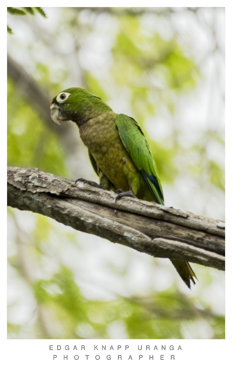Olive-throated Parakeet - ML620196044