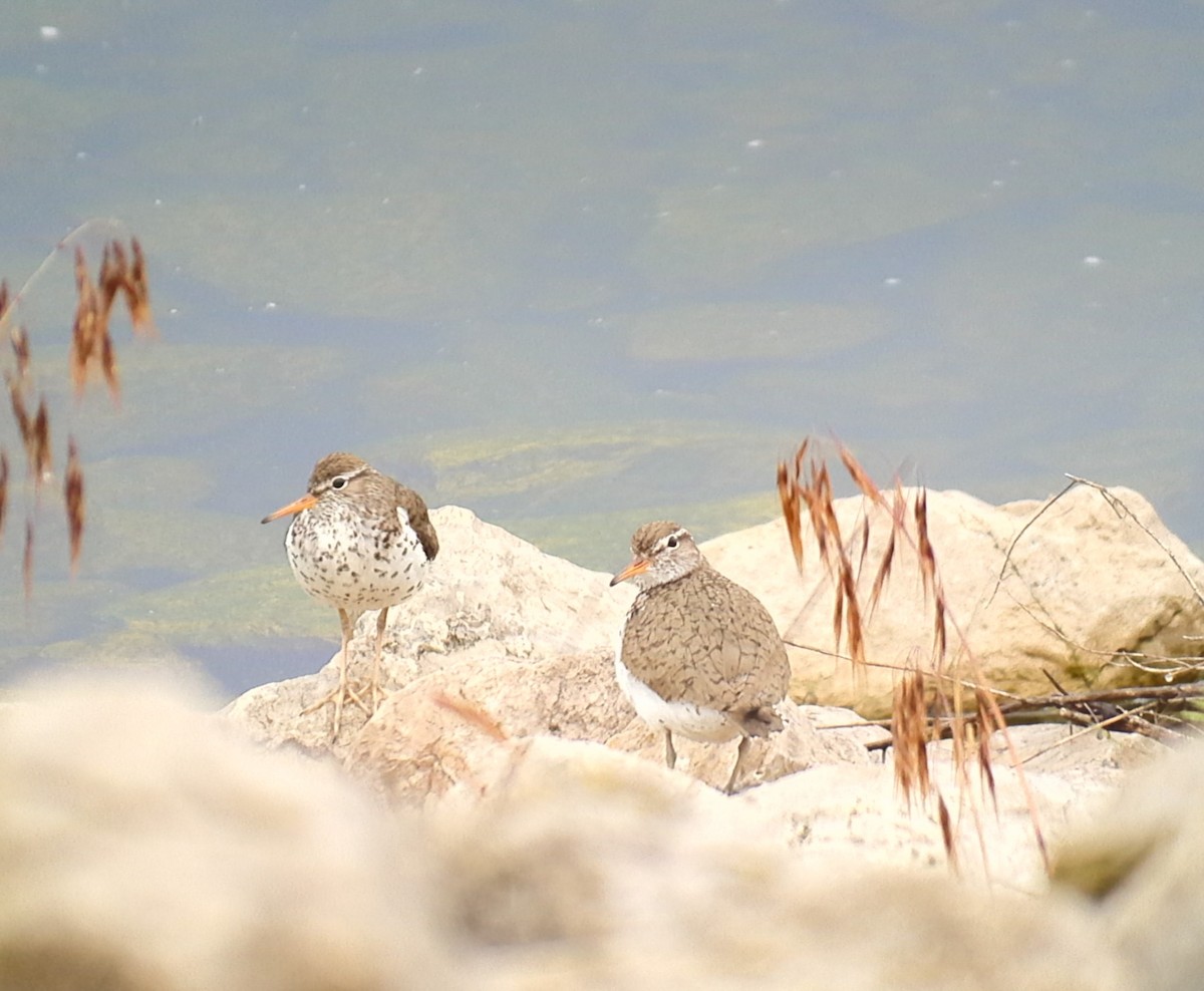 Spotted Sandpiper - ML620196048