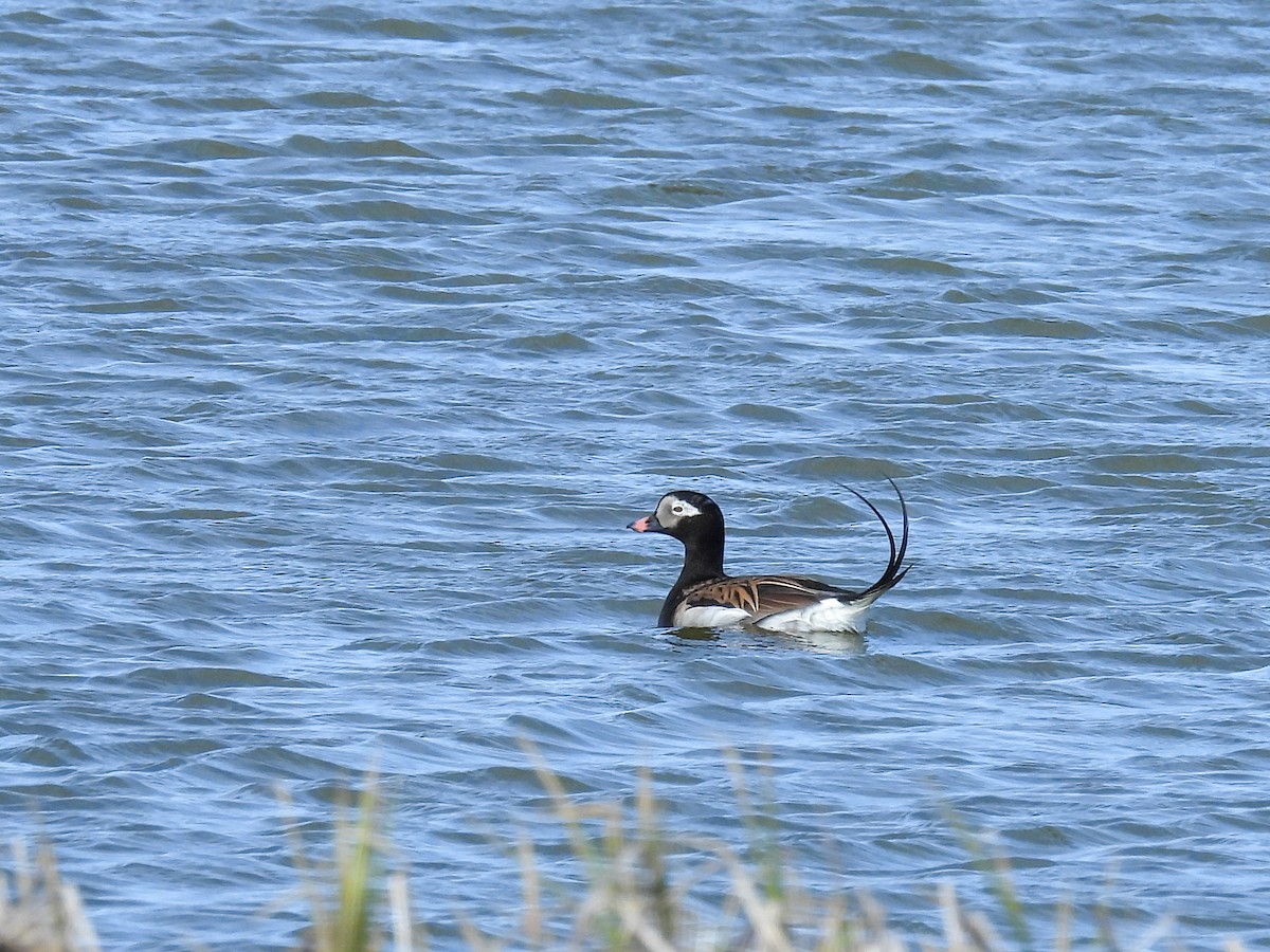 Long-tailed Duck - ML620196052