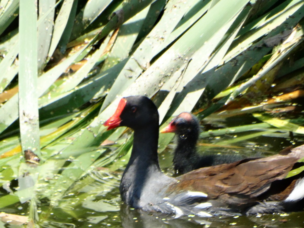 Common Gallinule - ML620196061