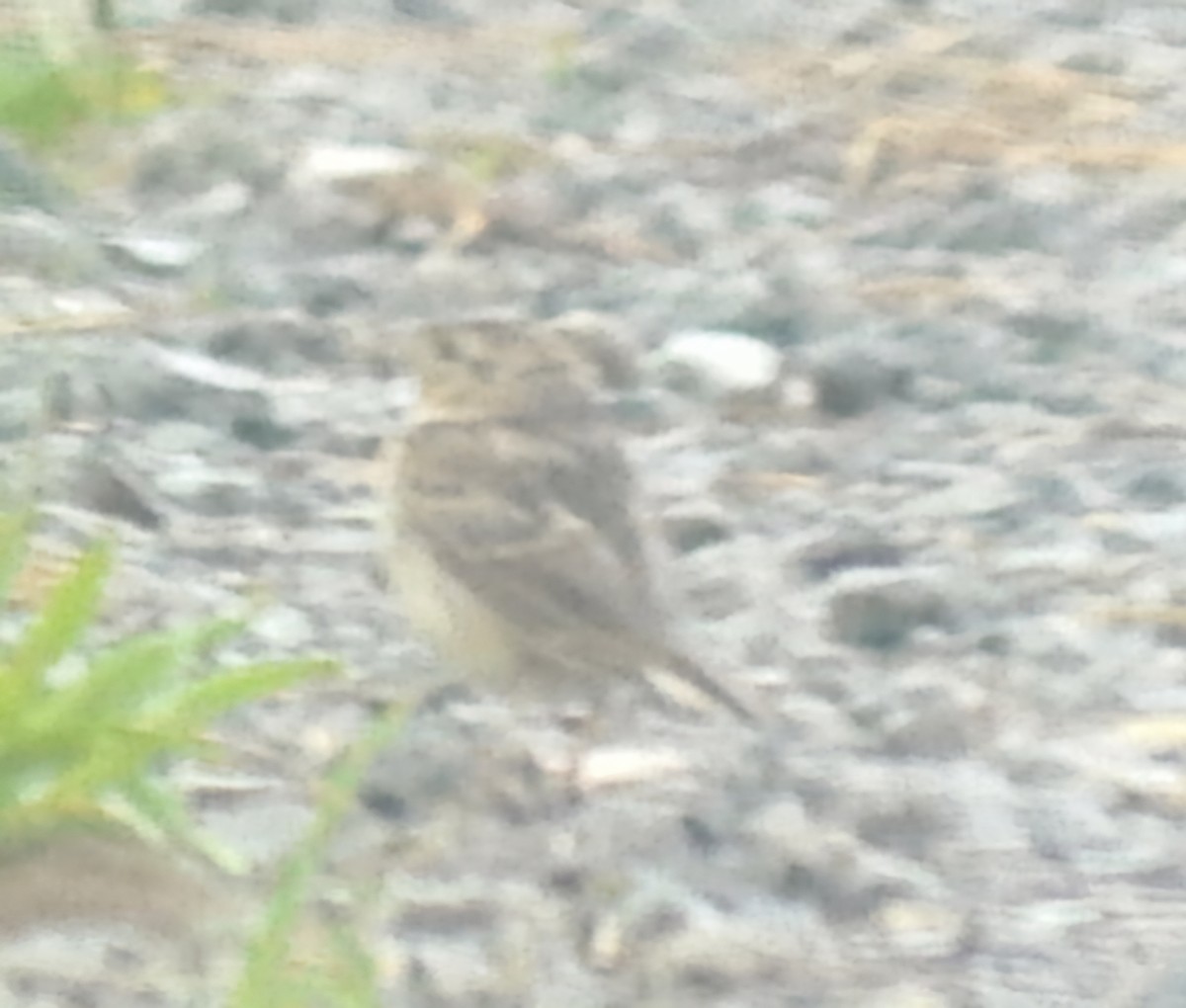 Grasshopper Sparrow - ML620196063