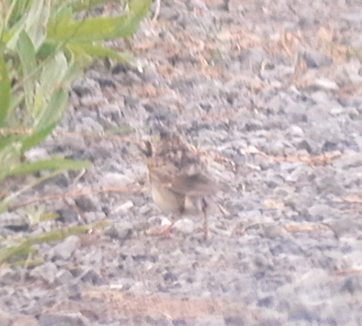 Grasshopper Sparrow - ML620196065