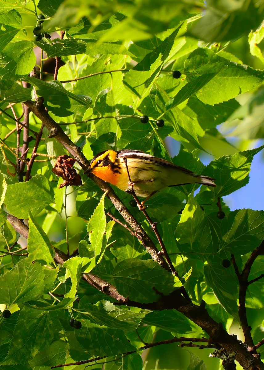 Blackburnian Warbler - ML620196076