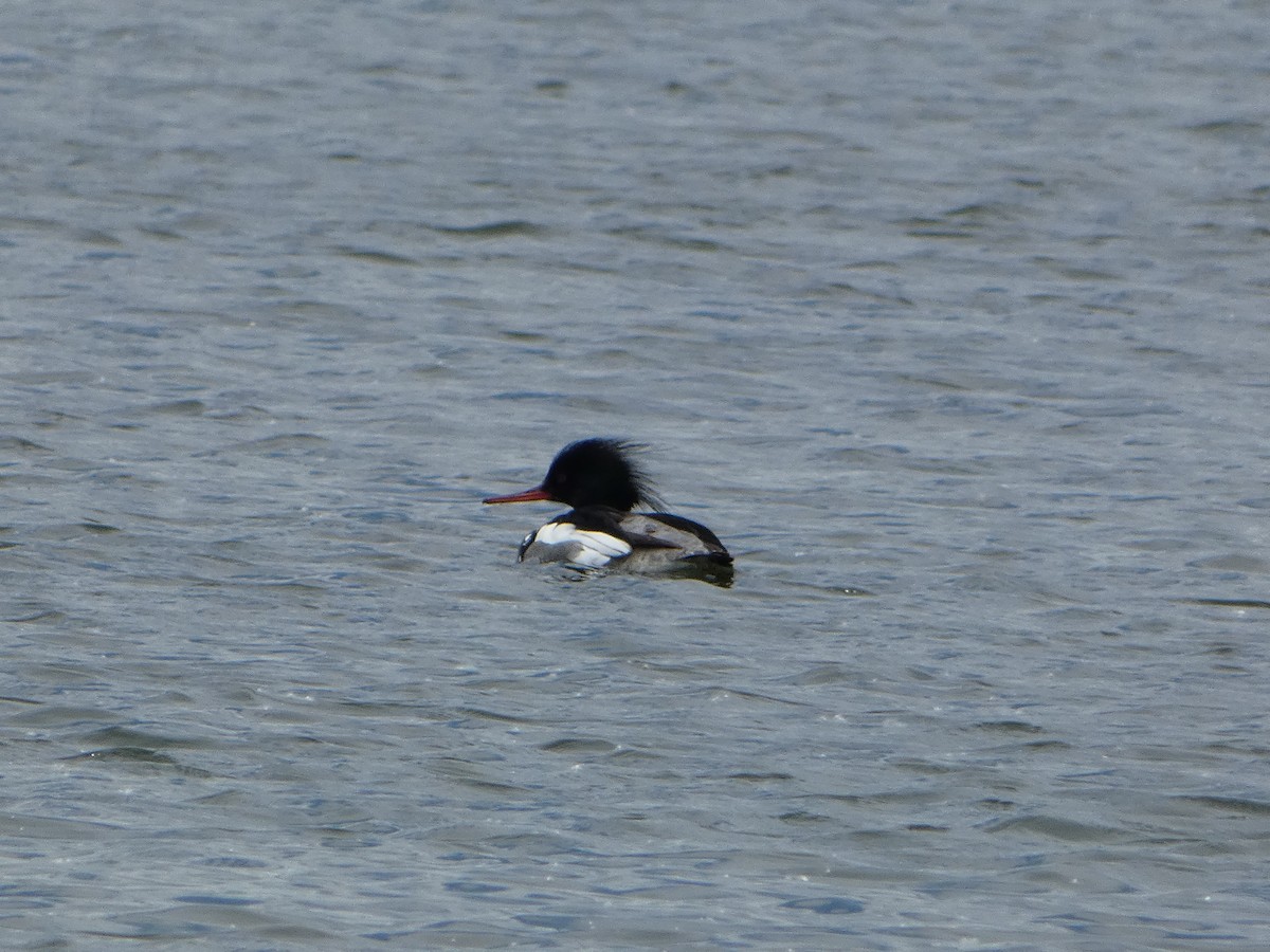 Red-breasted Merganser - ML620196079