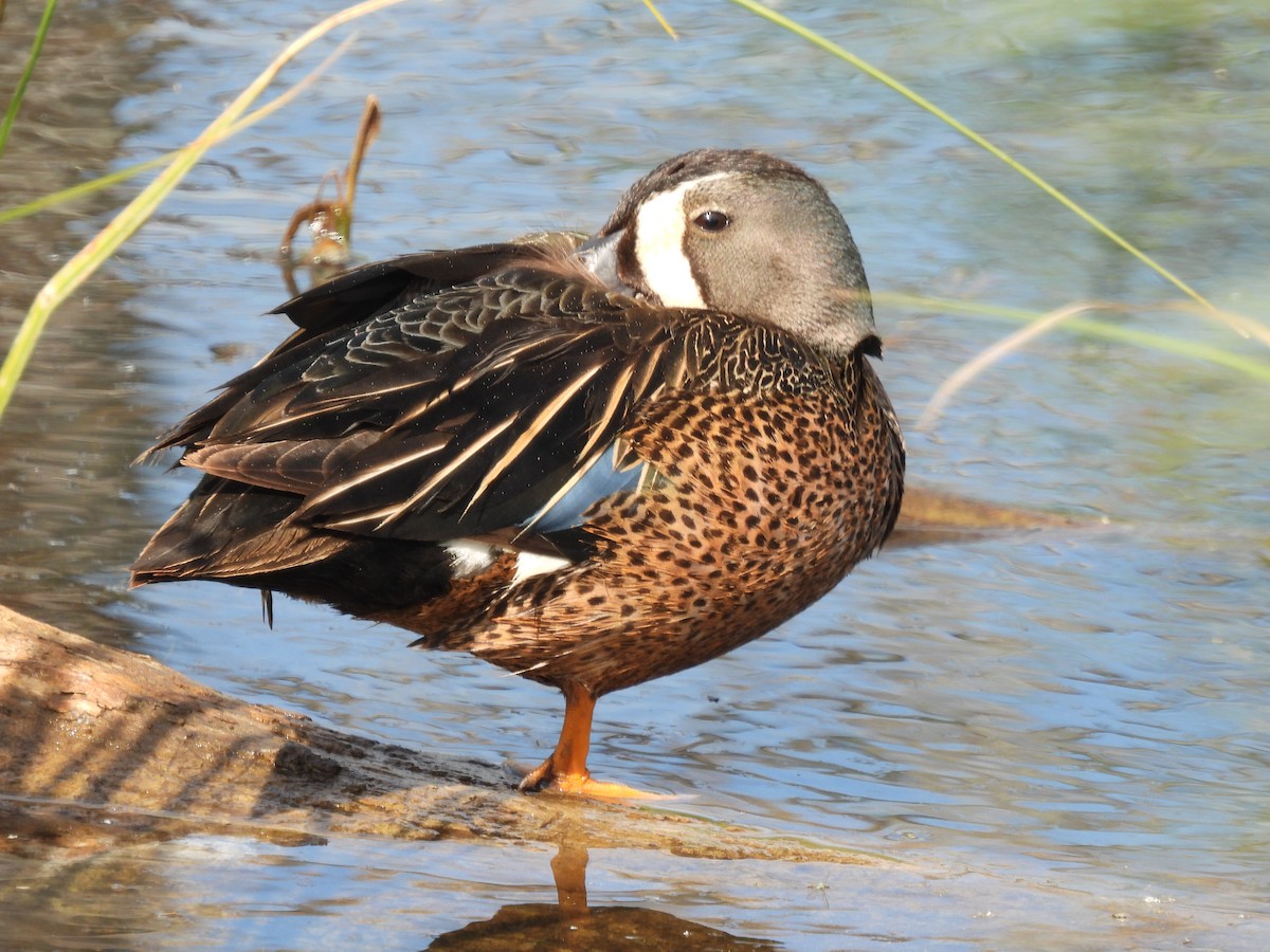 Sarcelle à ailes bleues - ML620196087