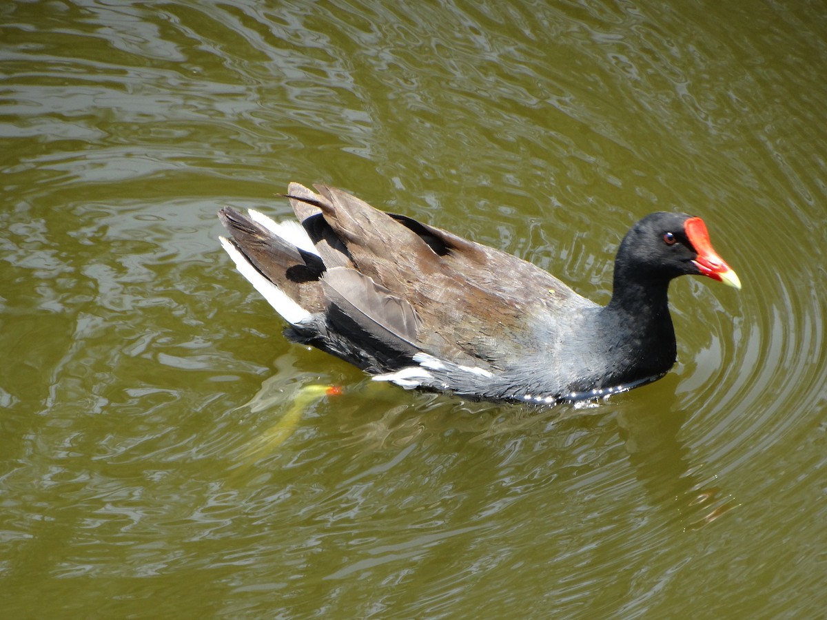 Common Gallinule - ML620196088