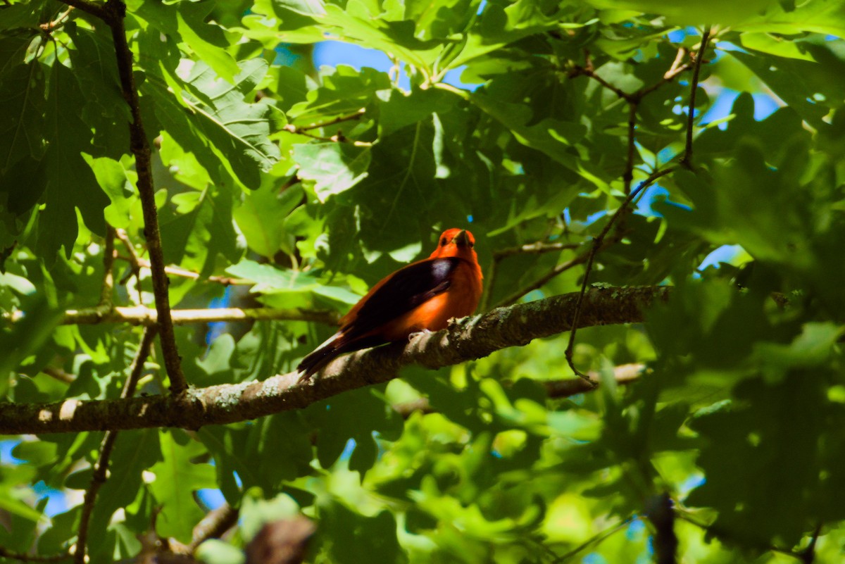 Scarlet Tanager - ML620196090