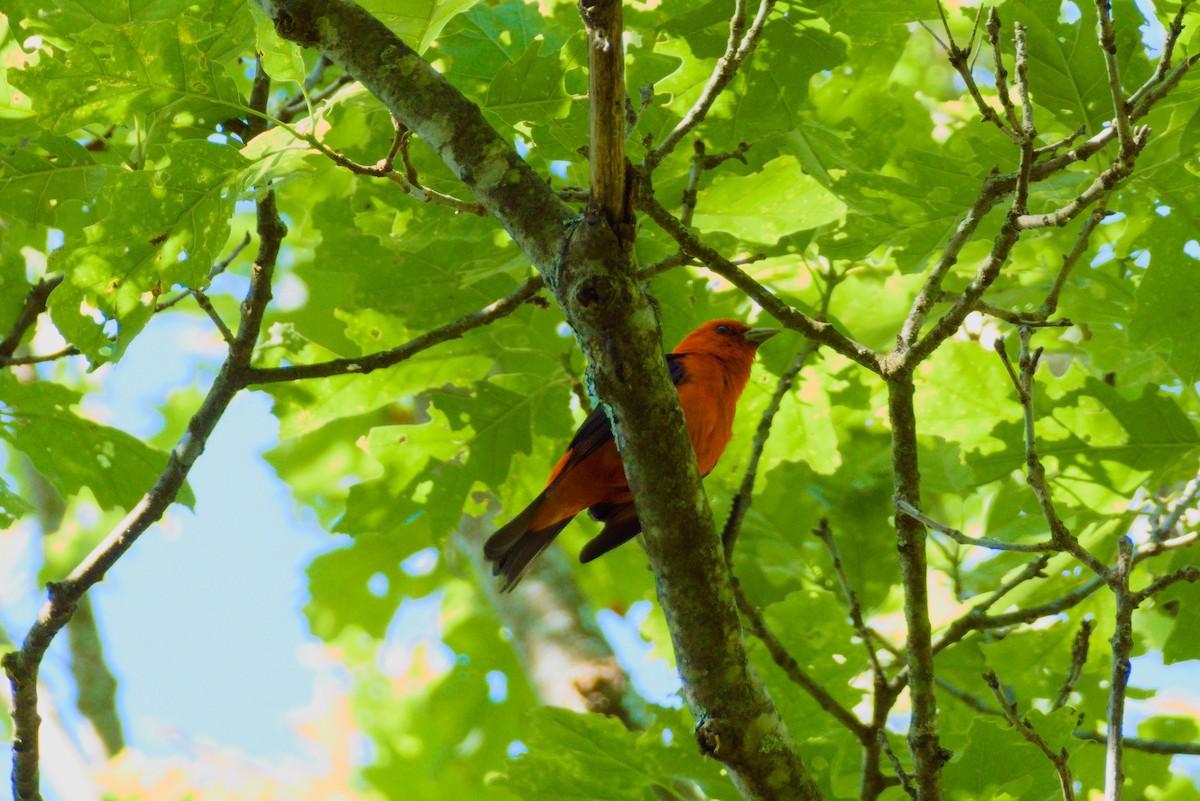 Scarlet Tanager - ML620196091