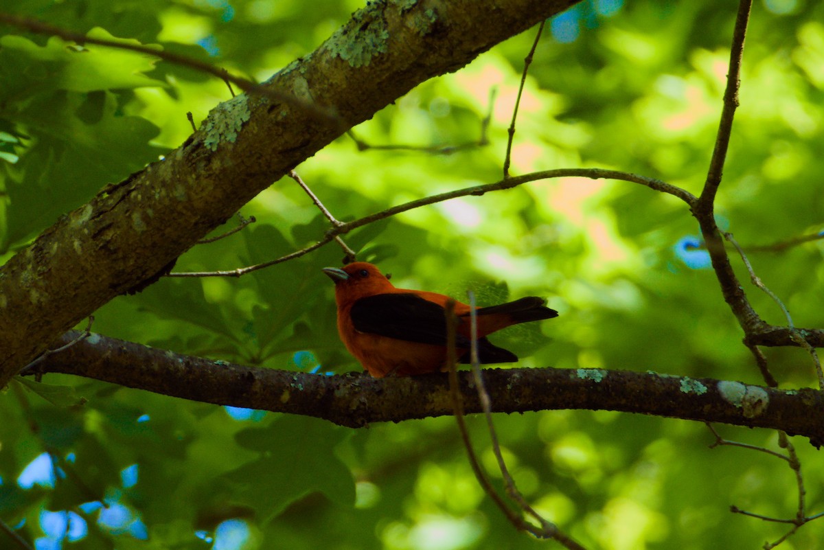 Scarlet Tanager - ML620196092