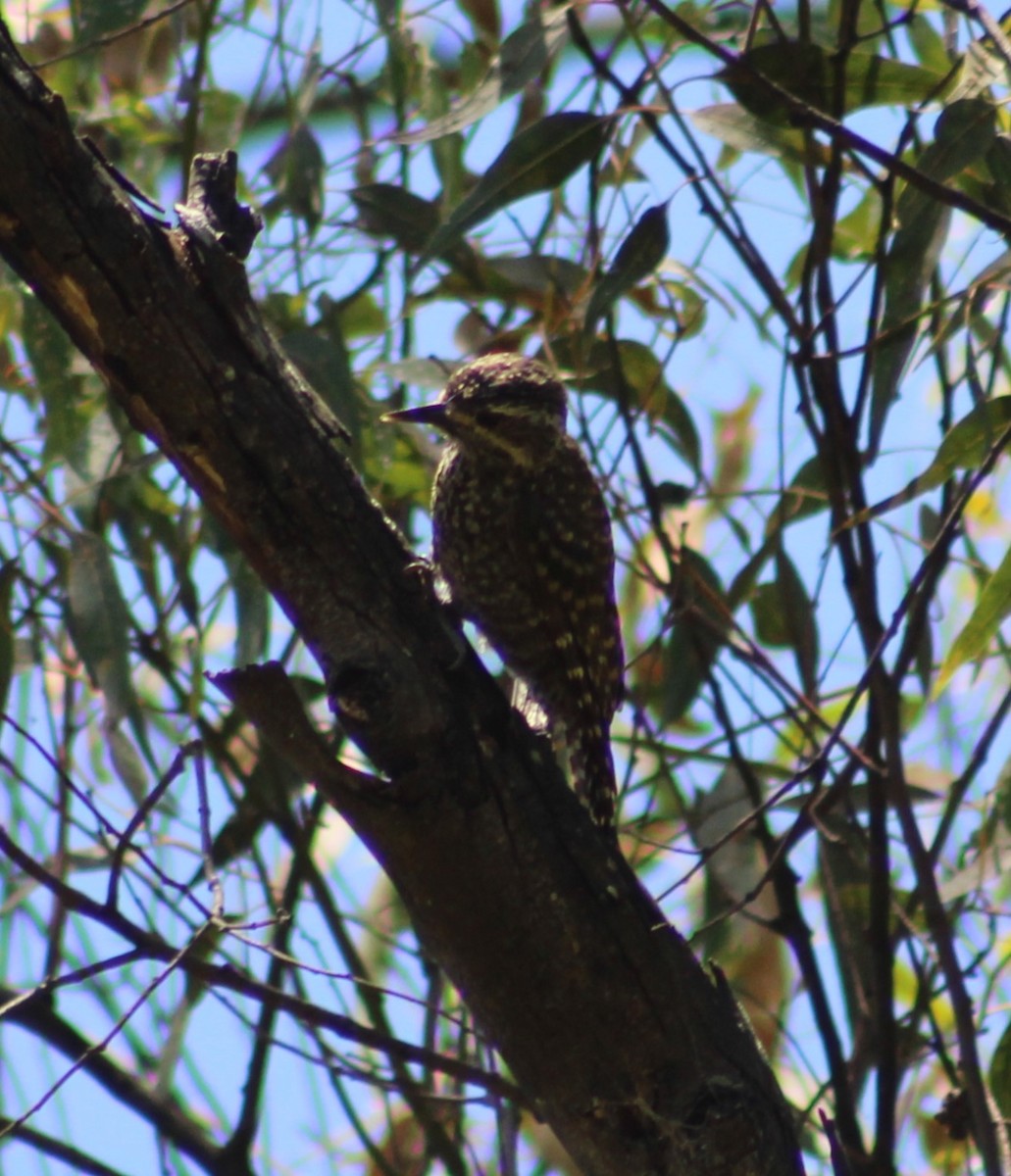 White-spotted Woodpecker - ML620196102