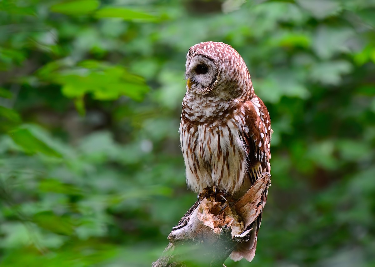 Barred Owl - ML620196108