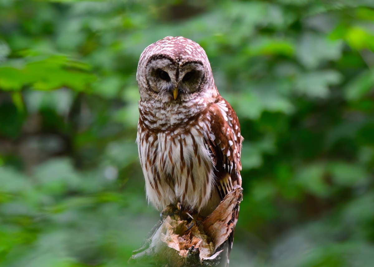 Barred Owl - ML620196109