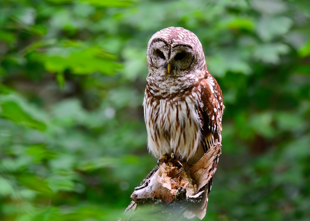 Barred Owl - ML620196110