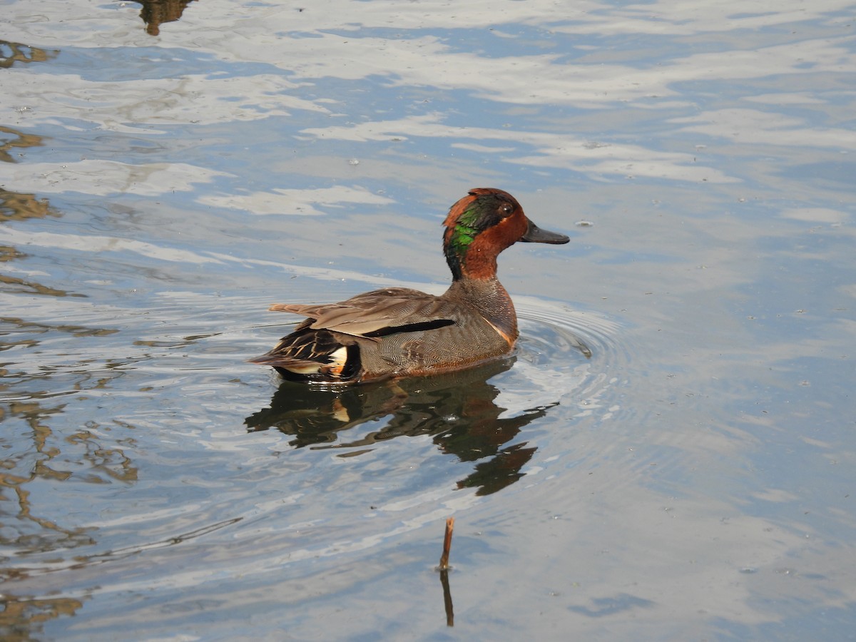 Green-winged Teal - ML620196112