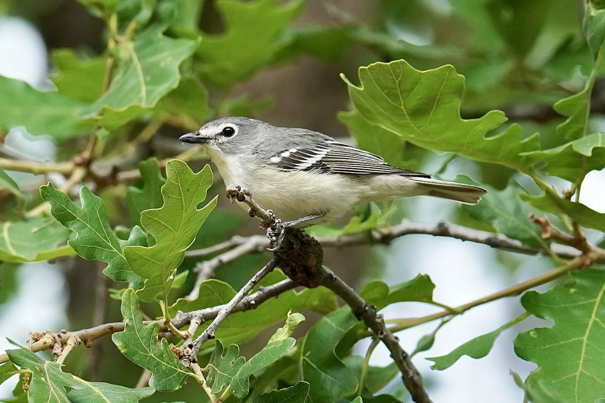 Plumbeous Vireo - ML620196114