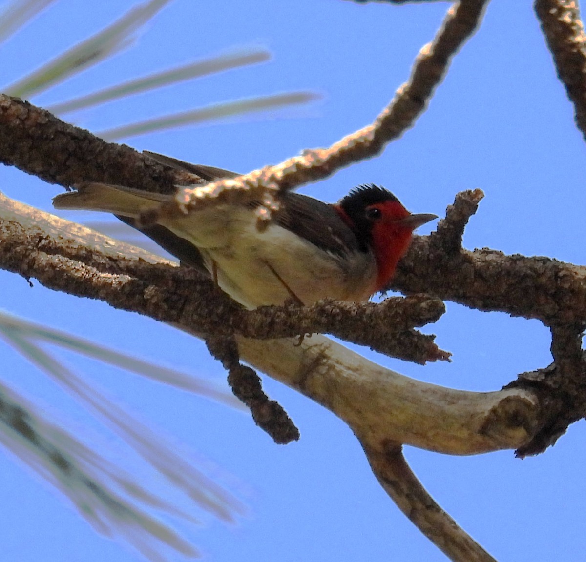 Paruline à face rouge - ML620196115