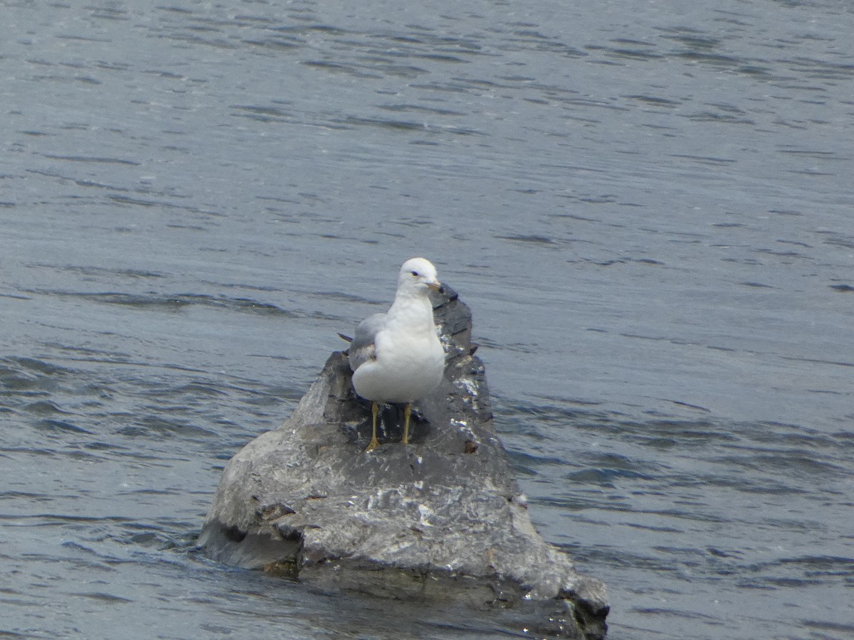 Ring-billed Gull - ML620196117